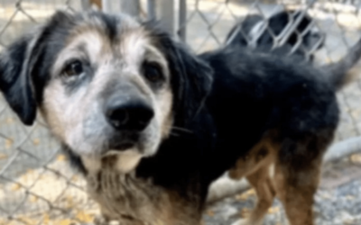 Senior Dog Found After Owner’s Betrayal, Enjoys Sunsets And Chasing Squirrels